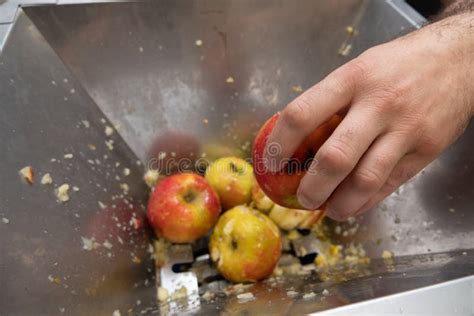 Procesamiento De Manzanas Para La Producci N De Jugo Y Sidra Foto De