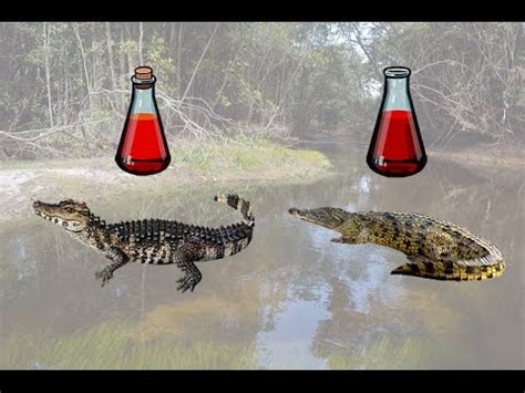 Русская Рыбалка 3.99 (Russian Fishing) Кайман гладколобый на Янтарном ...