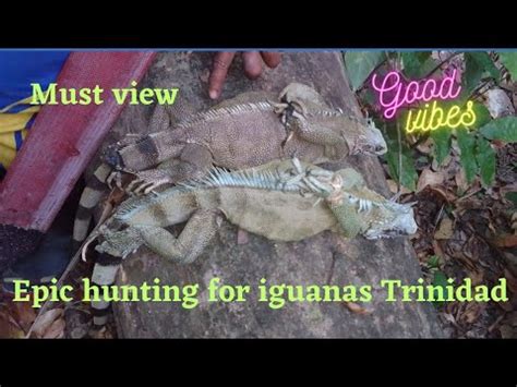 Epic Iguana Hunting Mayaro Trinidad Adventure Hunting Trinidad YouTube