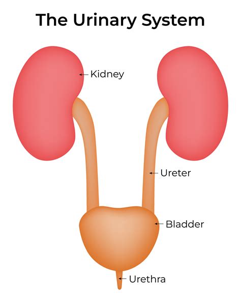 The Urinary System Science Design Illustration Diagram 50010771 Vector