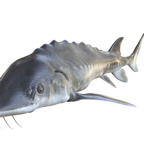 🛥️ Atlantic Sturgeon Acipenser oxyrinchus oxyrinchus BOAT FISH SHARK