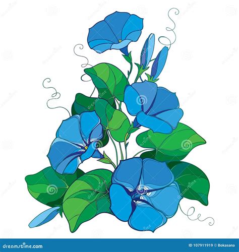 Vector Bouquet With Outline Ipomoea Or Morning Glory Flower Bell In