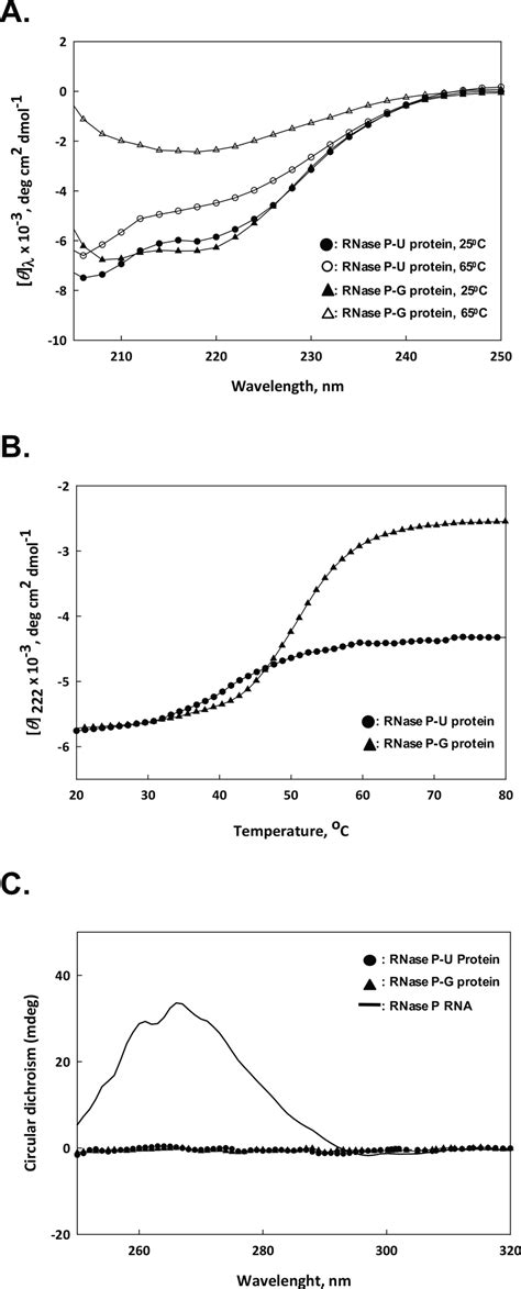 CD Spectroscopy Of RNase P Protein Components A Far UV CD Spectra Of