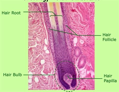 Integumentary System Microscope Slides Scalp Flashcards Quizlet