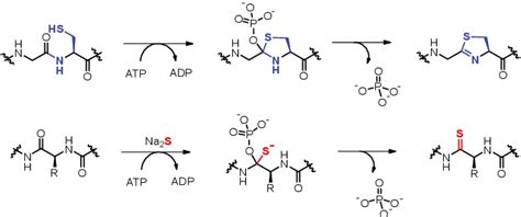 Figure 1 From Enzymatic Reconstitution Of Ribosomal Peptide Backbone