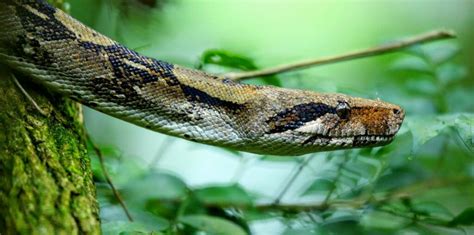 8 Datos Sorprendentes Sobre Las Boas Constrictoras