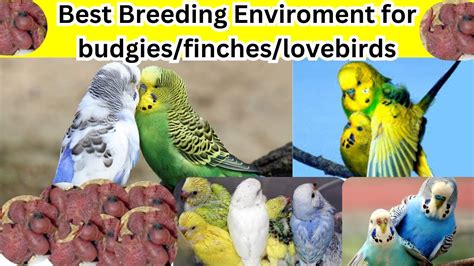 Best Breeding Enviroment For Birds Best Mahool For Budgies Breeding