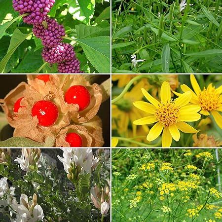 Amazon Astragalus Seeds Astragalus Membranaceus 50 Rare