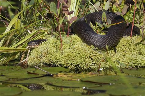 Sipedon Nordico Del Sipedon Di Nerodia Del Serpente Di Acqua Che Prende