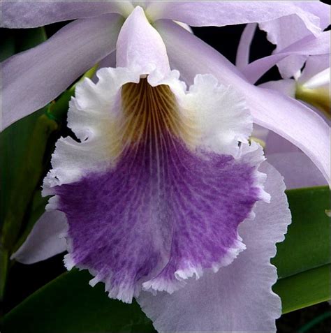 Cattleya Labiata F Coerulea