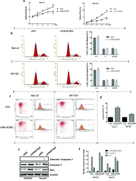 Effect Of Traf Ip Knockdown On Proliferation Cell Cycle And Apoptosis