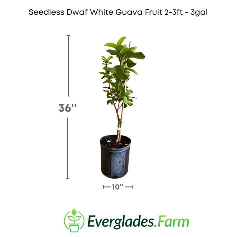 Seedless Dwarf White Guava Fruit Tree – Everglades Farm