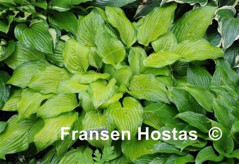 Hosta Gold Center Fh Collection 2024 Fransen Hostas