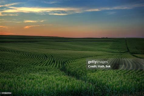 Sunset Over Green Field Of Corn Iowa Usa Stockfoto Getty Images