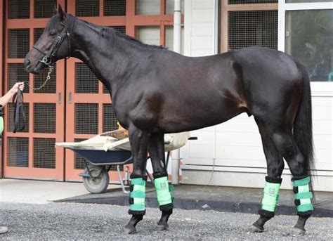 【宝塚記念予想・馬体診断】イクイノックス、ジャスティンパレスなどg1有力馬の馬体を診断！ 競馬まとめ Netkeiba