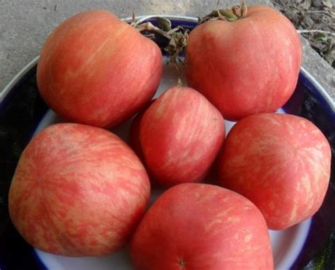 Томат Розовый пушистый кабан: характеристики и описание сорта ...