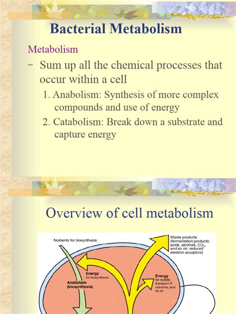 Bacterial Metabolism Pdf