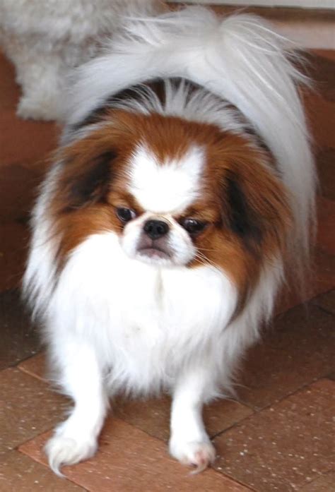 Japanese Chin Red White Animals And Pets Baby Animals Cute Animals