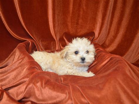 Maltipoo Dog Female Cream 4148578 Petland Dunwoody