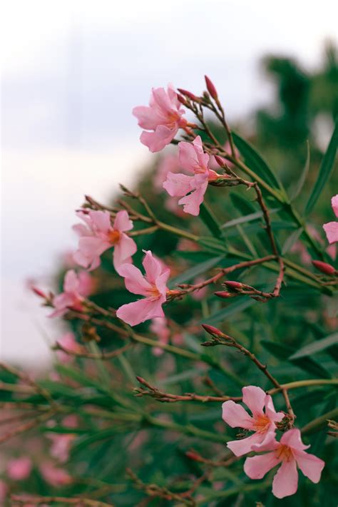 Beautiful But Dangerous: A Gardener’s Guide to Common Toxic Plants