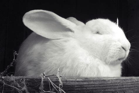 White Rabbit Spiritual Meaning and Symbolism (8 Omens)