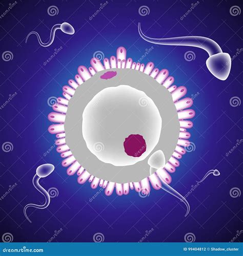 Ovule Medical Illustration Cartoon Vector 99404813