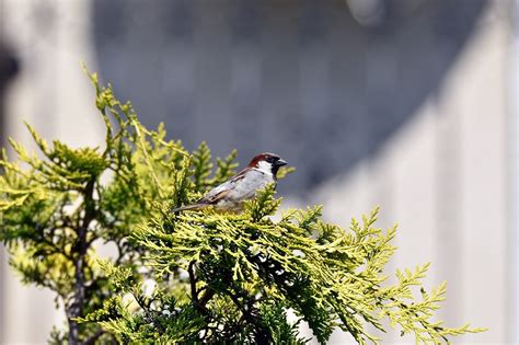 Sparrow Bird Animal Free Photo On Pixabay Pixabay