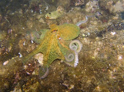 Immagini Belle Immersione Natura Sott Acqua Calamaro Fauna