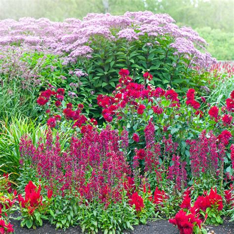 When to cut back salvia | Ideal Home