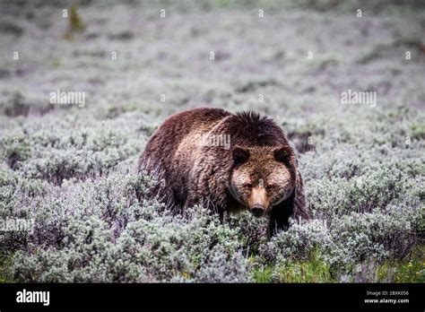 Grizzly Bear Yellowstone Wyoming Hi Res Stock Photography And Images