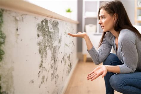 6 Types Of Mold Found In Florida Homes Waypoint Inspection