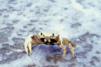 Adaptations of Crabs | Animals - mom.me