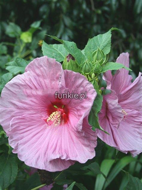 Hibiskus Bylinowy Fantasia Hibiscus Sadzonka Cena Z