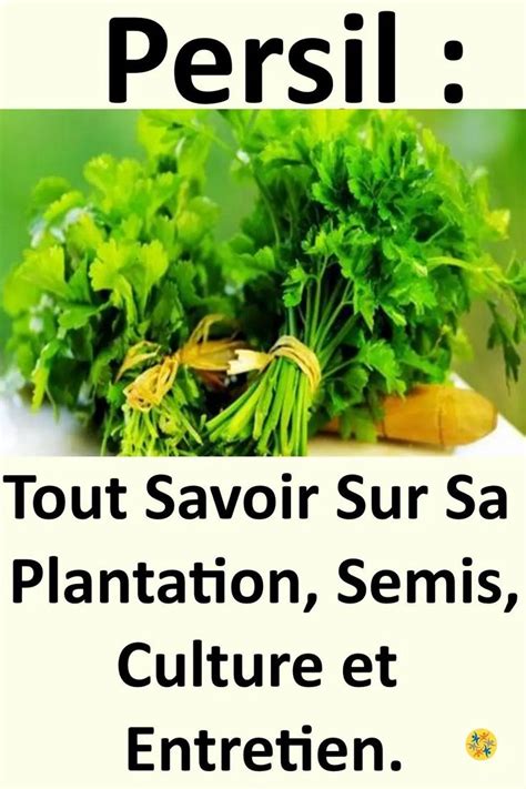 Savoir Planter Du Persil En Suivant Ces 6 Conseils En 2024 Planter Du