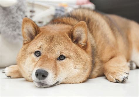 Shiba Inu The Pros And The Cons My First Shiba Inu