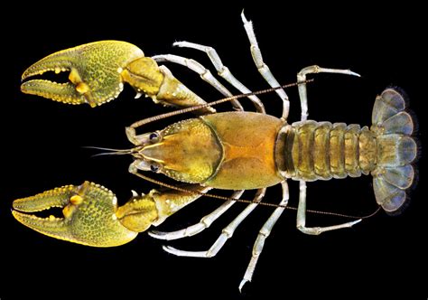 Carnegie Museum Of Natural History — Three New Crayfish Species