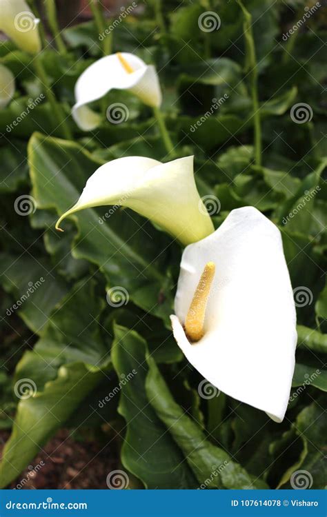 White Calla Lilies Growing Stock Photo Image Of Nature 107614078