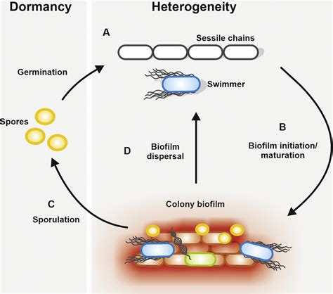 Bacillus Subtilis Benefits