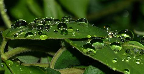 Banco De Imagens Agua Natureza Grama Solta Orvalho Plantar