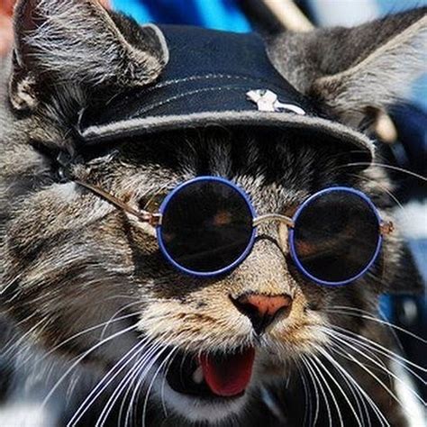 Cat Wearing Glasses Funny Cat Wallpaper Kittens Funny Funny Cats ...