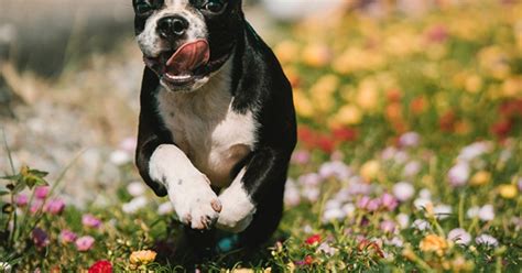 boston terrier puppies  sale premier pups