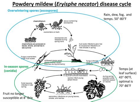 Best Powdery Mildew Remedy Appela