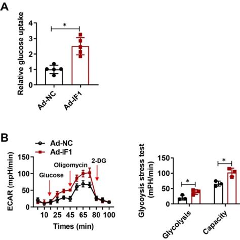 IF1 Stimulates Glucose Uptake And Glycolysis Activity A Glucose