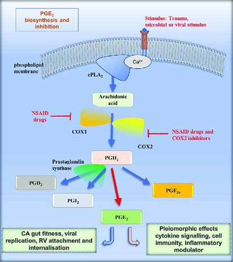 Prostaglandin E 2 biosynthesis and stimulation Overall synthesis of ...