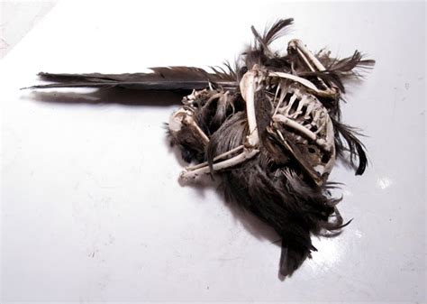 Crow Bones Hair Accessories Beauty Taxidermy