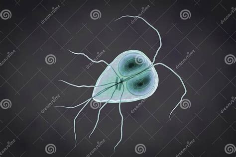 Giardia Intestinalis Protozoan Stock Illustration Illustration Of Jejunum Dangerous 124564079