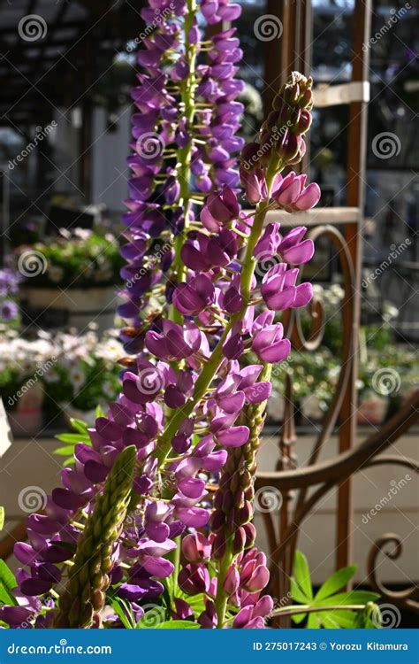 Lupin ( Lupinus ) flowers. stock image. Image of outdoor - 275017243