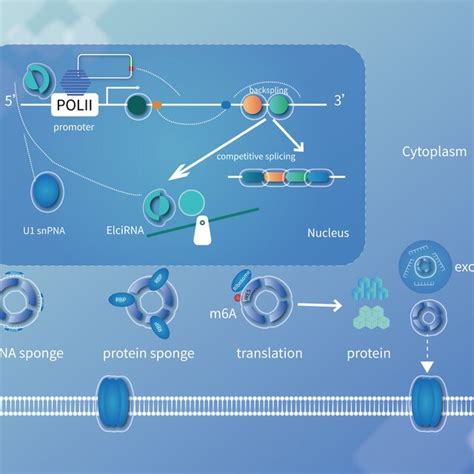 Potential Function Mechanisms Of Circrnas Circrna Can Play As Mirna