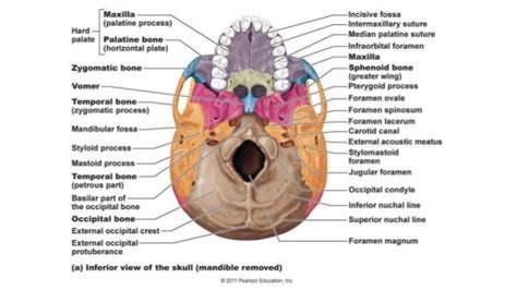 Skull Bones Features And Markings Ii