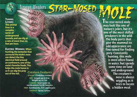 Star-Nosed Mole | Weird n' Wild Creatures Wiki | FANDOM powered by Wikia